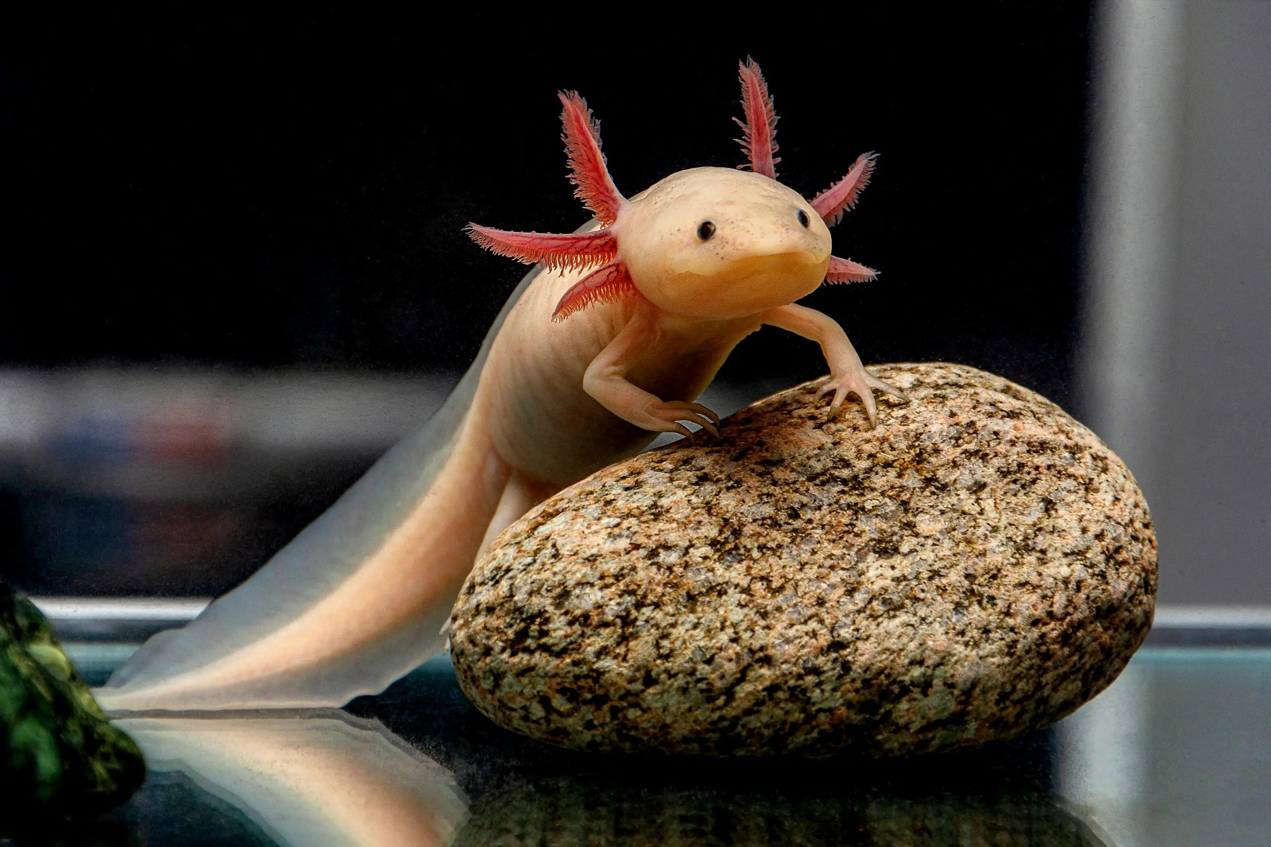 axolotl