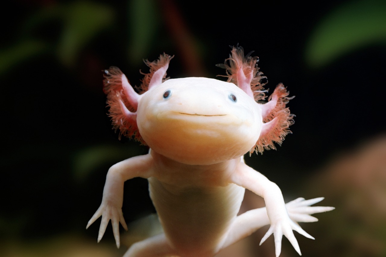 axolotl