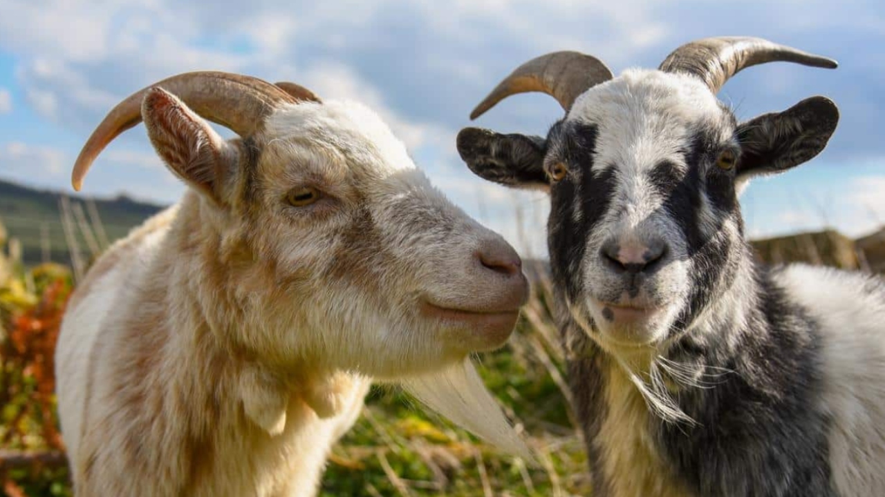 genetik teknolojinin sira disi 10 kullanimi 0