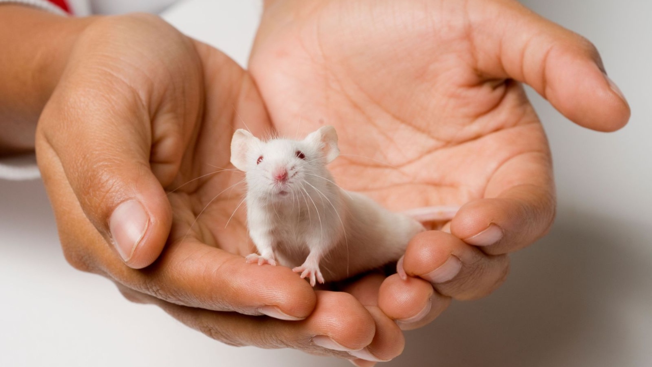 genetik teknolojinin sira disi 10 kullanimi 5 mt7CCv8S