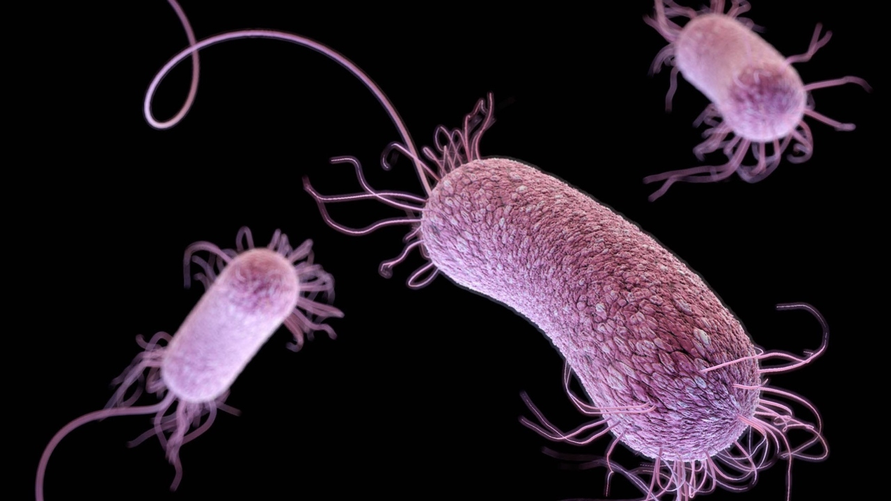 genetik teknolojinin sira disi 10 kullanimi 8