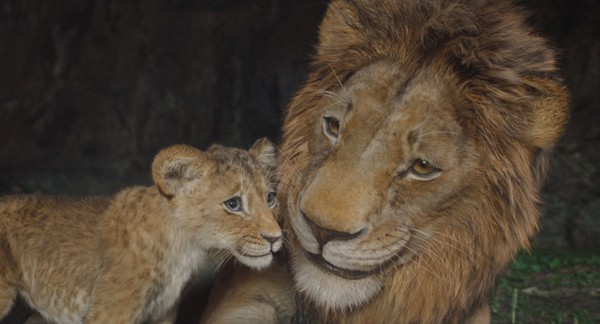 mufasa aslan kral beyaz perdenin akabinde birinci sefer ve yalnizca 9 temmuzdan itibaren disneyta SPewAbcj
