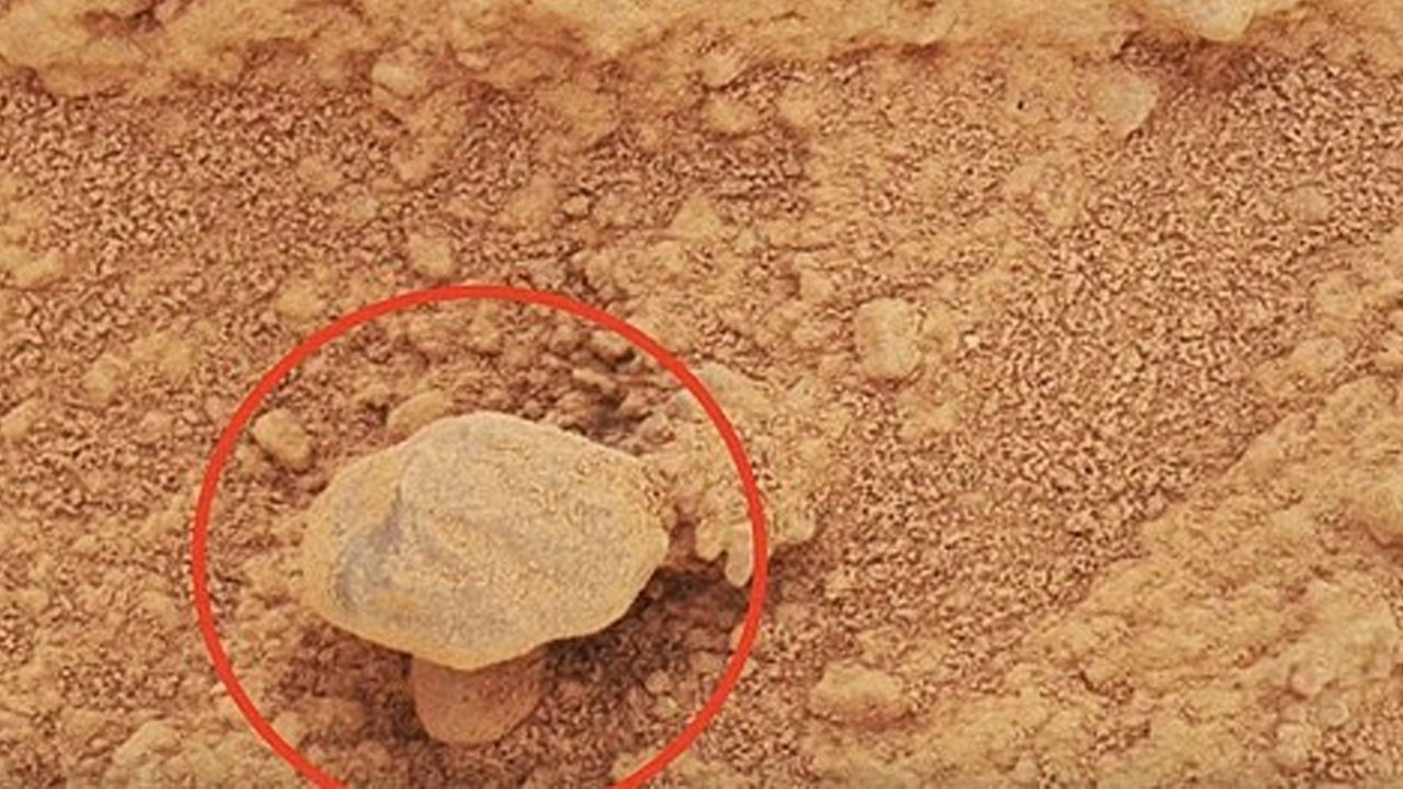 NASA, artık de Mars'ta "mantar" buldu nasa artik de marsta mantar buldu 0 J5XSdzI3
