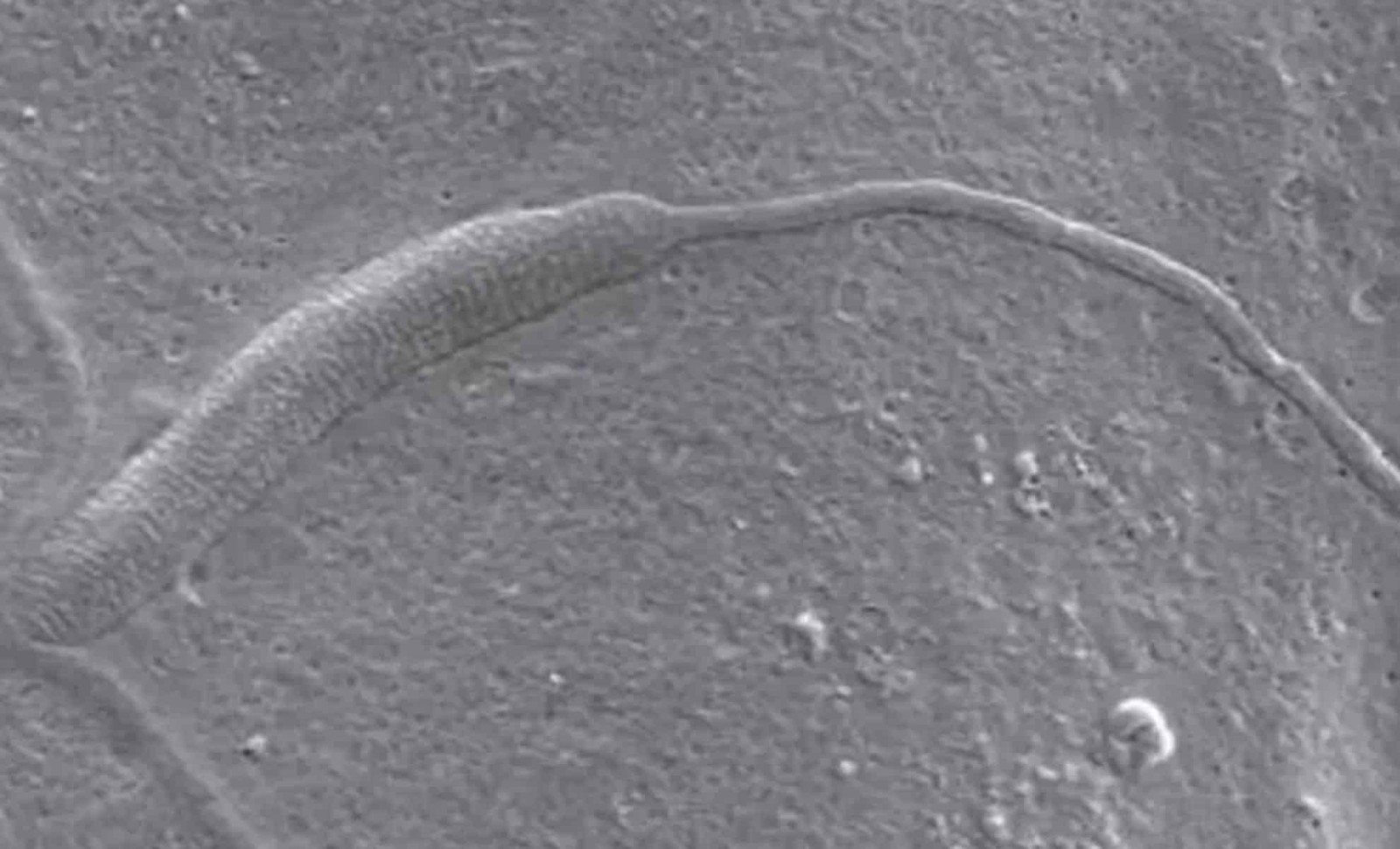 Antartika'da 50 milyon yaşında sperm bulundu antartikada 50 milyon yasinda sperm bulundu 0