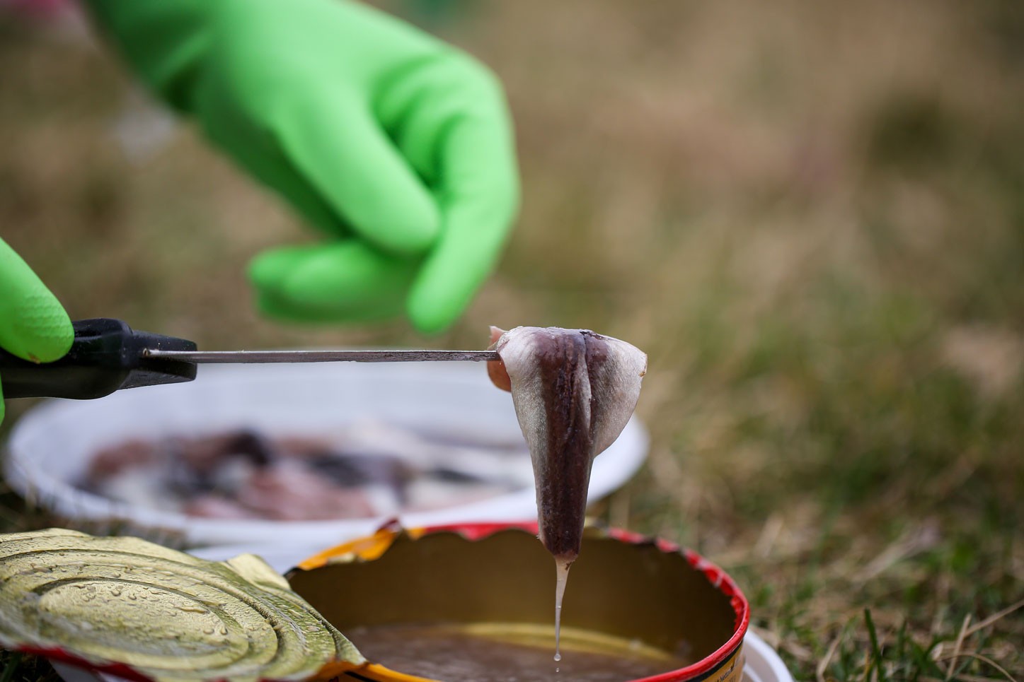 Uçaklarda verilmesi yasak: Dünyanın en kokulu yemeği Surströmming ucaklarda verilmesi yasak dunyanin en kokulu yemegi surstromming 0 1Kiyuh2p